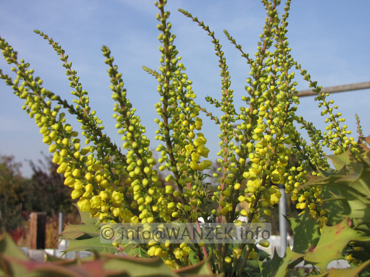 Mahonia bealei 04.JPG